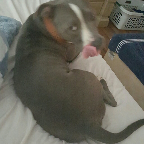 Meet your Posher, Joey - Picture 1 of 1