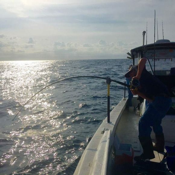 Meet your Posher, Will - Picture 1 of 1