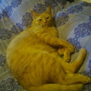 Meet your Posher, Nancy