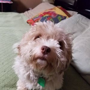 Meet your Posher, Janice