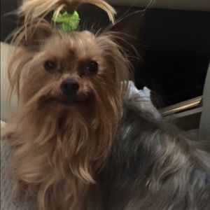 Meet your Posher, Cindy