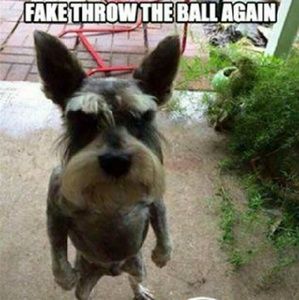 Meet your Posher, Victor