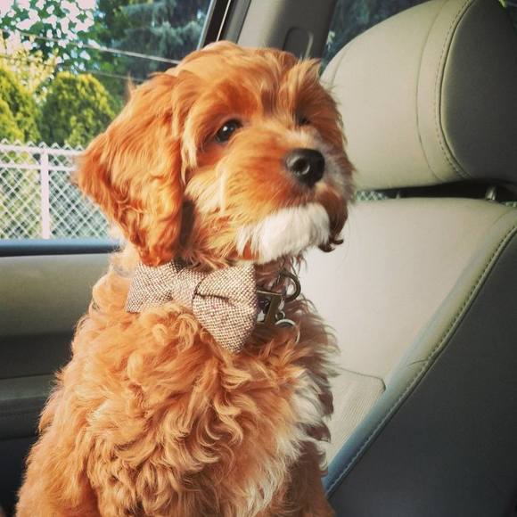 Meet your Posher, Rachel