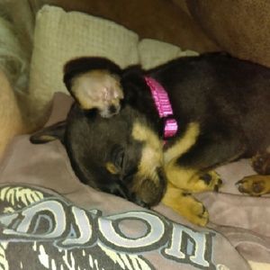 Meet your Posher, Stella