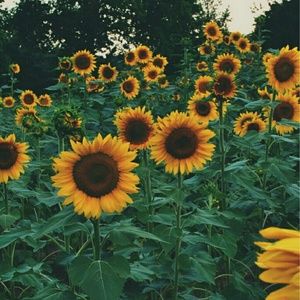 Meet your Posher, Lupe