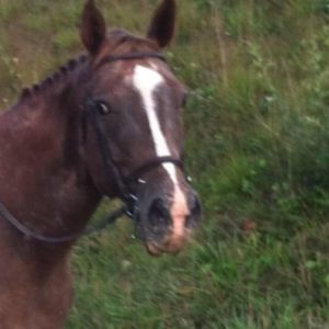 Meet your Posher, Shari