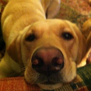 Meet your Posher, Renee