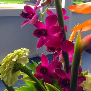 Meet your Posher, Jane