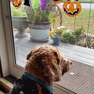 Meet your Posher, Annie