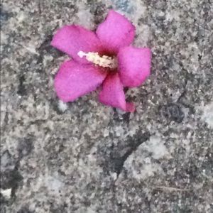 Meet your Posher, Josie