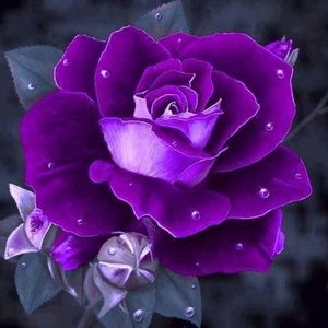 Meet your Posher, Amelia