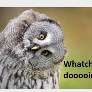 Meet your Posher, Penny