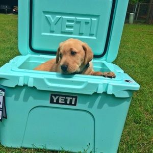 Meet your Posher, Caroline