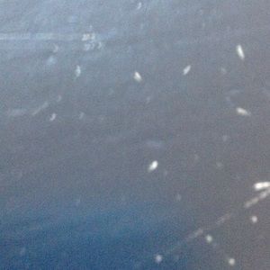 Meet your Posher, Rosie