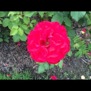 Meet your Posher, Ana