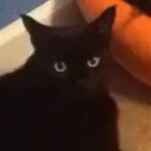 Meet your Posher, Sho