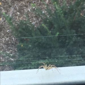 Meet your Posher, Casean