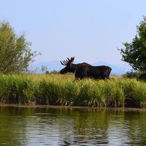 Meet your Posher, Patty