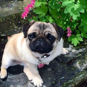 Meet your Posher, Millie