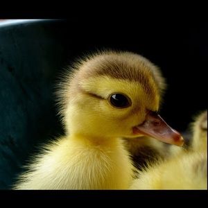 Meet your Posher, Claire