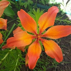 Meet your Posher, Lisa