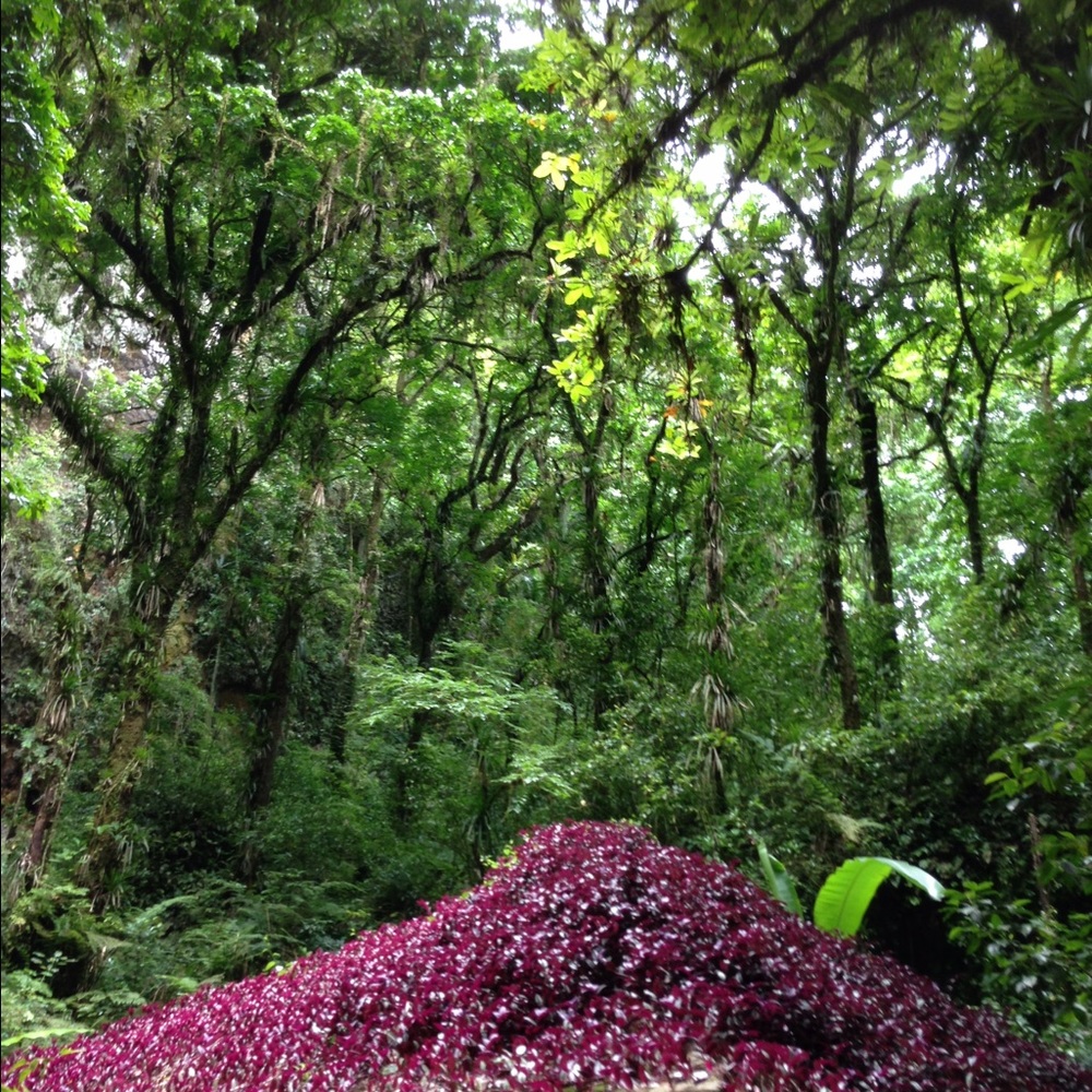 Meet your Posher, Rose 🌹