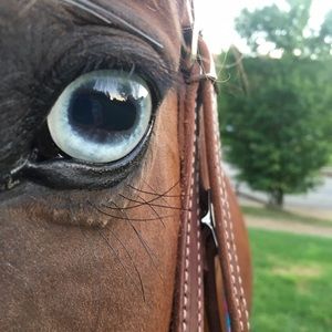 Meet your Posher, Sydney