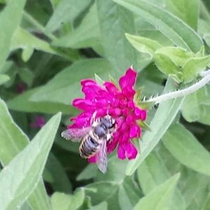 Meet your Posher, Connie