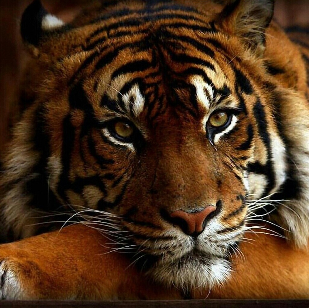 Meet your Posher, Paula