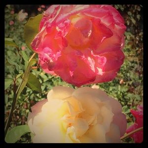 Meet your Posher, Nancy