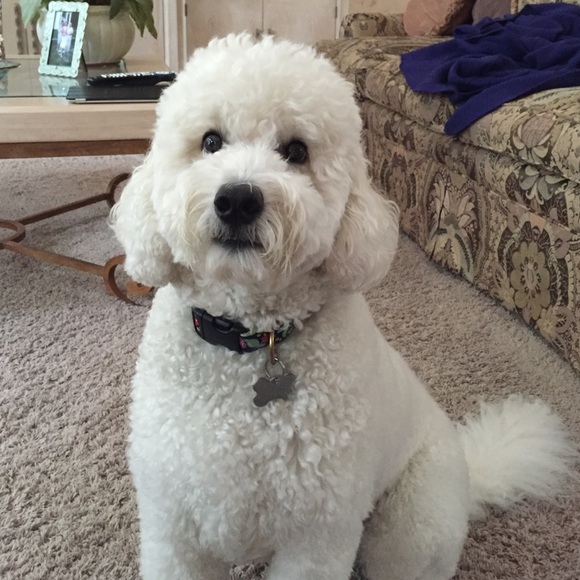 Meet your Posher, Zak