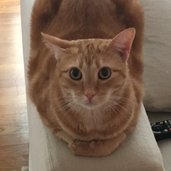 Meet your Posher, Zeus