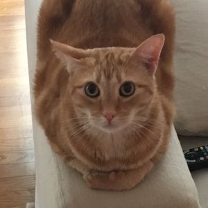 Meet your Posher, Zeus