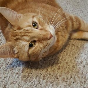 Meet your Posher, Kaila