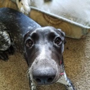 Meet your Posher, Misty