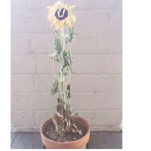 Meet your Posher, Sinead