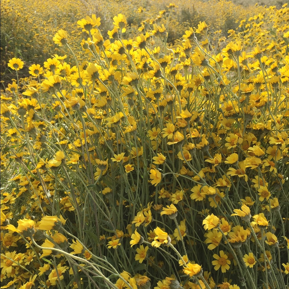 50%➕OFF BUNDLES!!! 🌼🌼🌼 - Picture 1 of 1