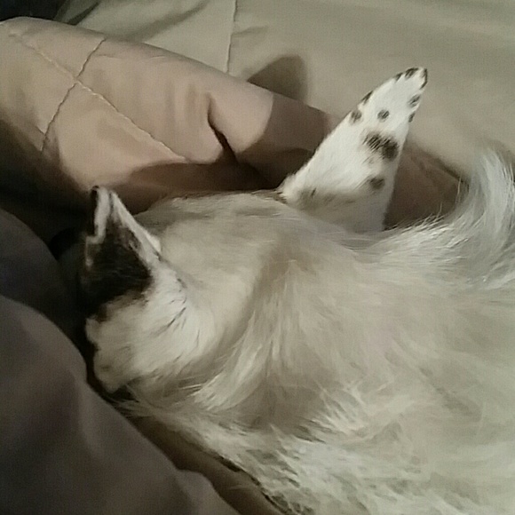 Meet your Posher, Cheryl - Picture 1 of 1