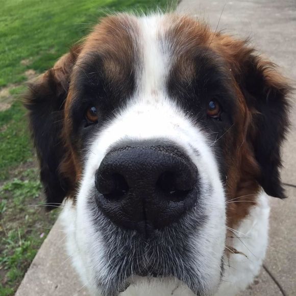 Meet your Posher, Misty