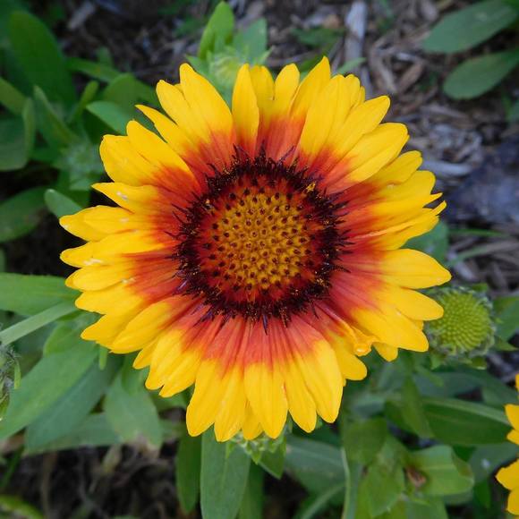 Meet your Posher, Crystal - Picture 1 of 1