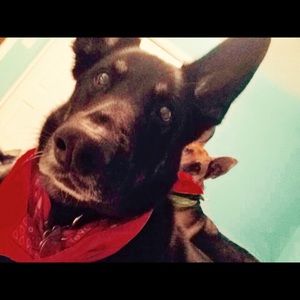 Meet your Posher, Lily