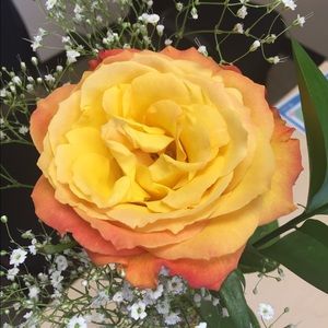 Meet your Posher, Lucy