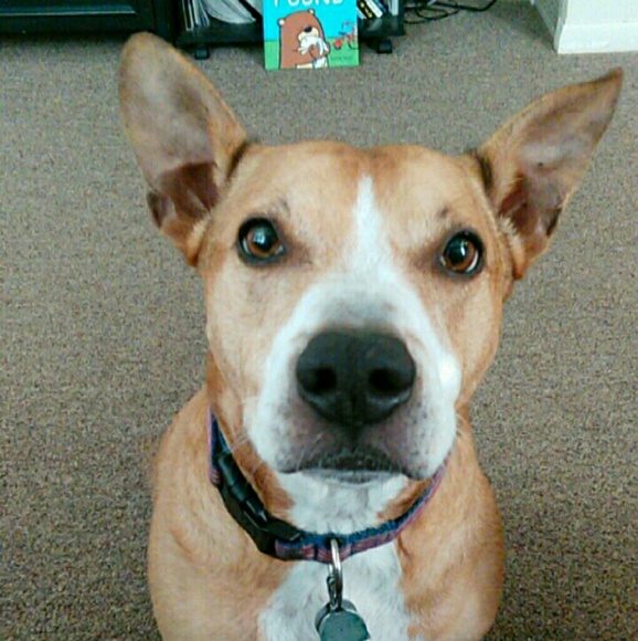 Meet your Posher, Bailey