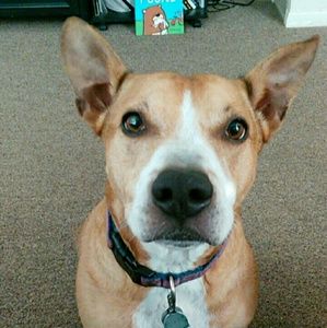 Meet your Posher, Bailey