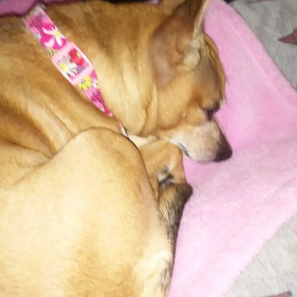 Meet your Posher, Dani sweets - Picture 1 of 1