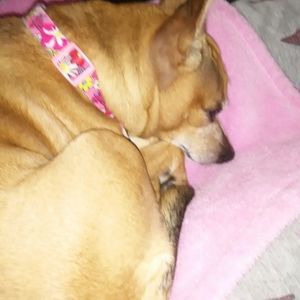 Meet your Posher, Dani sweets