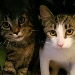 Meet your Posher, Darlene