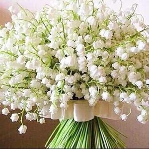 Meet your Posher, Elena