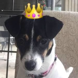 Meet your Posher, Gracie