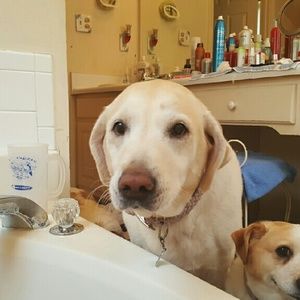 Meet your Posher, Abbie